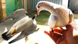 Сокол Сапсан атакует голубей!!!Falcon Peregrine falcon attacks pigeons!!!