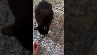 Kitty’s favorite stick