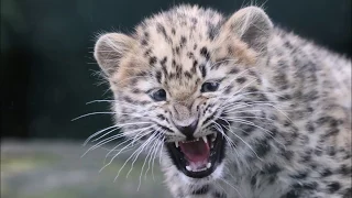 Adorable Amur Leopard Cubs!
