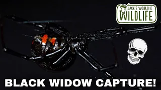 BLACK WIDOW CHALLENGE! How many can I catch?