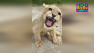 Cutest Lion Cubs Roar Telling That He is a King - Baby Lion Roaring