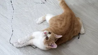 Kittens get excited when they see nets | Funny Cat Video