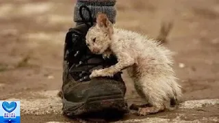 孤独に耐えてきた一匹の野良猫。周囲からの愛情を生涯探し求め続けた姿に涙が止まらない・・・【感動】