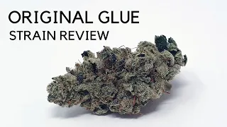 Original Glue / GG4 Strain Review