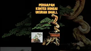 persiapan kontes bonsai ukuran small