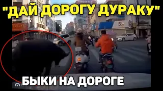 Автоподборка "Дай Дорогу Дураку"🐂Быки На Дороге#311