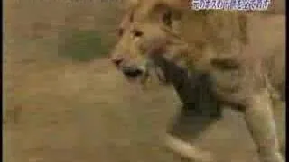 Male Lion kill cubs