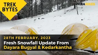 Fresh Snowfall On Dayara Bugyal and Kedarkantha Treks | Indiahikes Trek Bytes