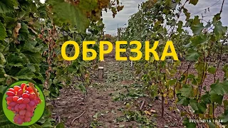 @Обрезка винограда осенью  Предварительная  Виноград 2021