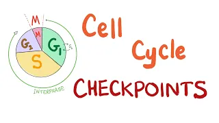 Checkpoints of the Cell Cycle