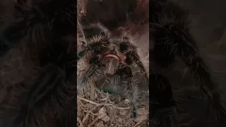 Adorable Spider Gives Dad High Fives Amazing #trending #shorts #asmr