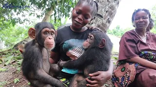 The Amazing Liberian Women Caretakers at The Liberian Chimpanzee Rescue & Protection 🇱🇷