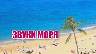 Звуки моря. 1 час Видео - Тропический пляж с голубым небом, белым песком и пальмой.