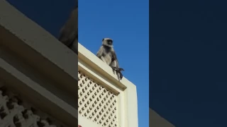 Monkey long jumping