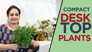 Compact Plants to keep on Table Tops | Desktop Plants for office | Small indoor plants | Decor ideas