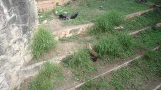 Bush Dog vs Huge Birds at San Antonio Zoo
