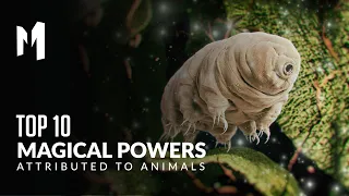 Top 10 Magical Powers Attributed To Animals