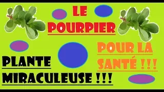 🌿 Le pourpier, une plante comestible miraculeuse pour la santé !