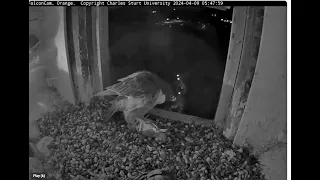 FalconCam 2024 04 09 Bonding great, breakfast better