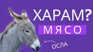 ПОЧЕМУ ПРОРОК ЗАПРЕТИЛ ЕСТЬ МЯСО ОСЛА?