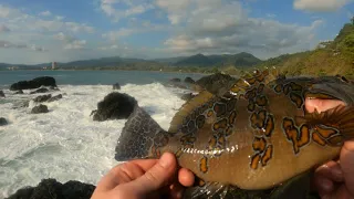 The Giant Hawkfish! -Surf Fishing Costa Rica