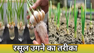 How to grow garlic || Breeding method to grow garlic quickly to harvest