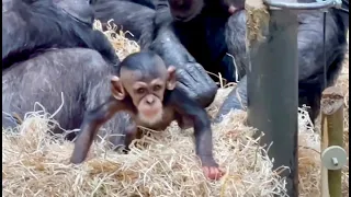 Follow the Baby Chimpanzees with their Mother - Part 38