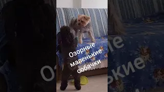 Озорные маленькие собачки.