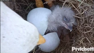 SWFL Eagles ~~ Welcome to the World E9!! Official Hatch 12.31.16