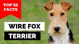 99% of Wire Fox Terrier Dog Owners Don't Know This