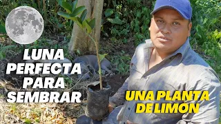 En que Luna sembrar una planta de limón - Plantas mas Resistentes y Mejor Producción