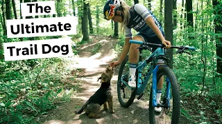 The Ultimate Mountain Bike Trail Dog | Buddy the Welsh Terrier
