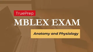 MBLEx Practice Test #1 - Anatomy and Physiology | TruePrep