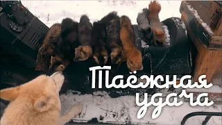 Таёжная удача