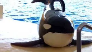 The Orca Show