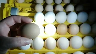 Овоскопирование куриных яиц на 11 день.