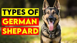 The 5 Types Of German Shepard Breed You Need To Know