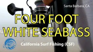 EP27 Four Foot White Seabass in Santa Barbara - Vince Goes Fishing