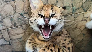 Bobcat Rufy sunbathes / Cougar teases baby goats