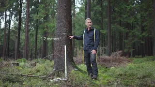 How to measure tree diameters and dbh