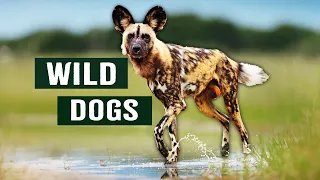 Endangered African Wild Dogs Fight For Survival To Protect Their Young | Apex Predators