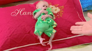 Admire! Kyo the monkey's beautiful fashion collection