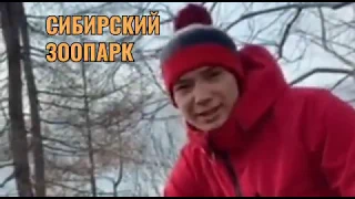 СИБИРСКИЙ ЗООПАРК НА КАРАНТИНЕ / ЖИВОТНЫЕ СКУЧАЮТ БЕЗ ЛЮДЕЙ / ЗООПАРКИ ПРОСЯТ ПОМОЩЬ