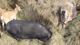 Как правильно забивать козла, чтобы мясо не пахло.