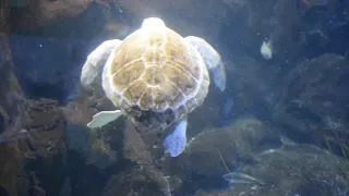 Aquarium (Tenerife- Loro Parque)