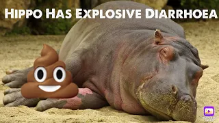 Hippo Has Explosive Diarrhoea In Public