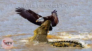 Eagle vs Croc: Bald Eagle Becomes Prey 😱