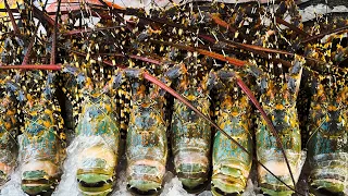 Giant Rainbow Lobster In Hua Hin Thailand - Thai Street Food