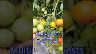 High yield tomato farm can harvest up to 7.5KG tomato's per plant | SeedBasket