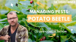 Managing Pests: Potato Beetle - LIVE CONSULTATION [ LISTEN IN ]
